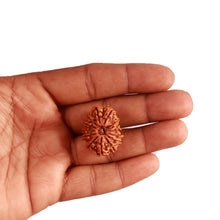 Load image into Gallery viewer, 14 Mukhi Nepalese Rudraksha - Bead No. 274
