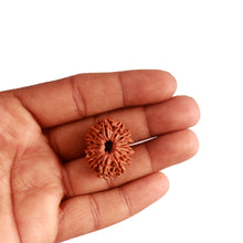Load image into Gallery viewer, 14 Mukhi Nepalese Rudraksha - Bead No. 275
