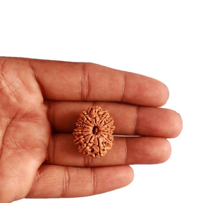 14 Mukhi Nepalese Rudraksha - Bead No. 276