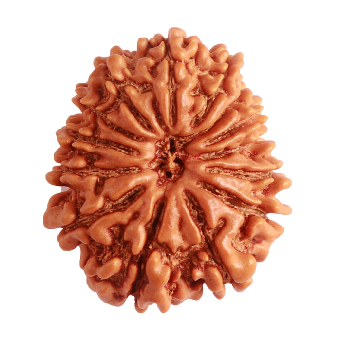14 Mukhi Nepalese Rudraksha - Bead No. 277