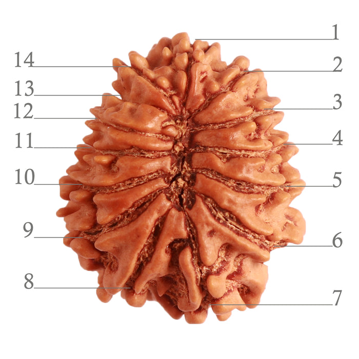 14 Mukhi Nepalese Rudraksha - Bead No. 277