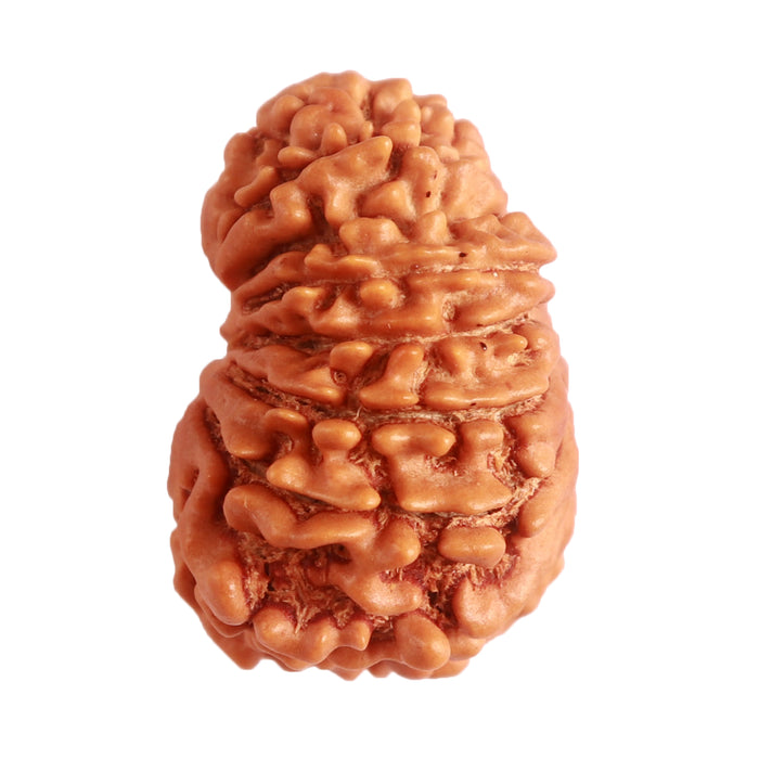 14 Mukhi Nepalese Rudraksha - Bead No. 277