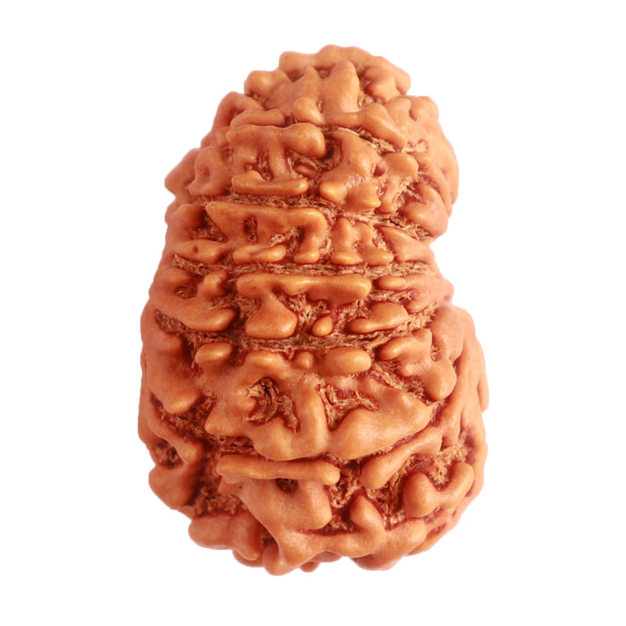 14 Mukhi Nepalese Rudraksha - Bead No. 277