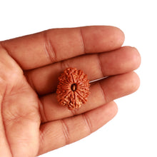 Load image into Gallery viewer, 14 Mukhi Nepalese Rudraksha - Bead No. 279
