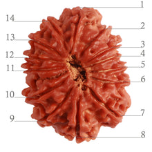 Load image into Gallery viewer, 14 Mukhi Nepalese Rudraksha - Bead No. 279

