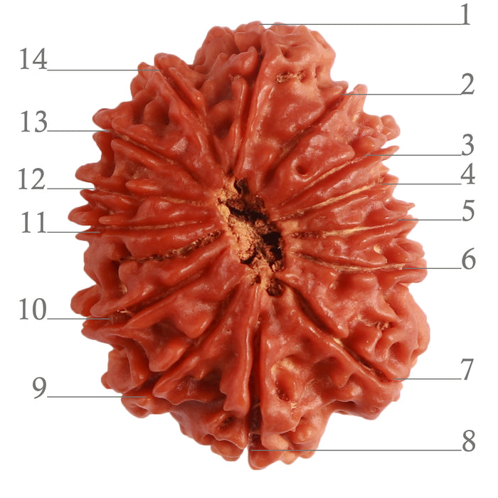 14 Mukhi Nepalese Rudraksha - Bead No. 279