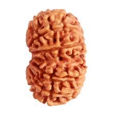 Load image into Gallery viewer, 14 Mukhi Nepalese Rudraksha - Bead No. 279
