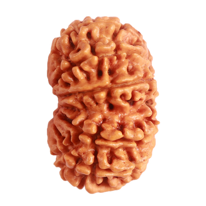 14 Mukhi Nepalese Rudraksha - Bead No. 279