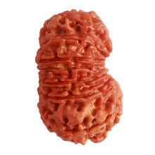 Load image into Gallery viewer, 14 Mukhi Nepalese Rudraksha - Bead No. 279
