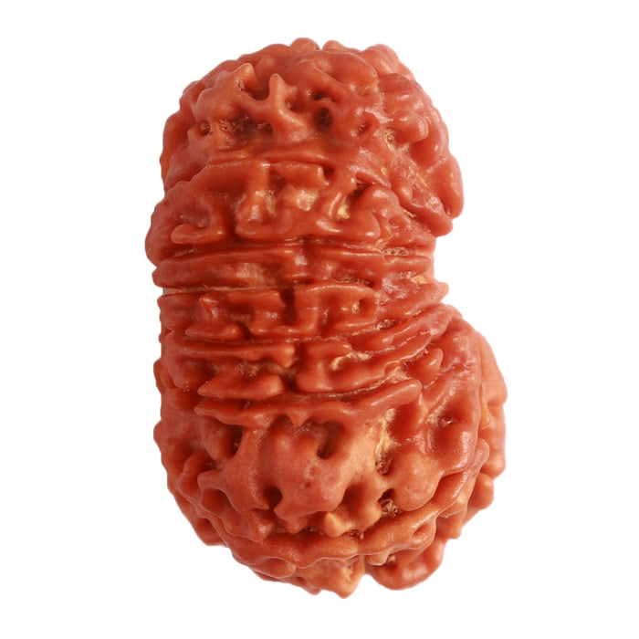 14 Mukhi Nepalese Rudraksha - Bead No. 279