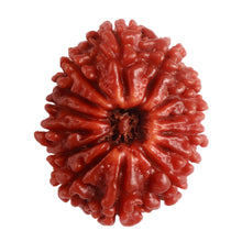 Load image into Gallery viewer, 14 Mukhi Nepalese Rudraksha - Bead No. 280
