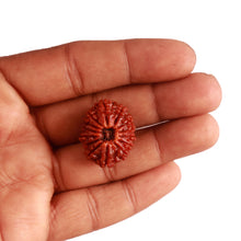 Load image into Gallery viewer, 14 Mukhi Nepalese Rudraksha - Bead No. 280
