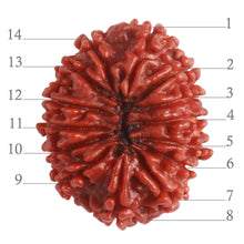 Load image into Gallery viewer, 14 Mukhi Nepalese Rudraksha - Bead No. 280
