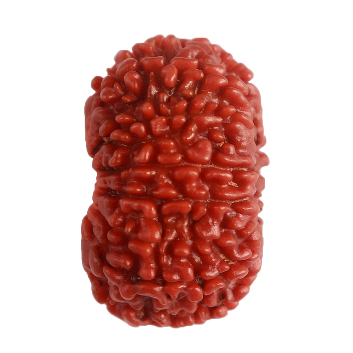 14 Mukhi Nepalese Rudraksha - Bead No. 280