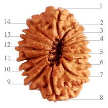 Load image into Gallery viewer, 14 Mukhi Nepalese Rudraksha - Bead No. 281
