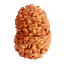 Load image into Gallery viewer, 14 Mukhi Nepalese Rudraksha - Bead No. 281
