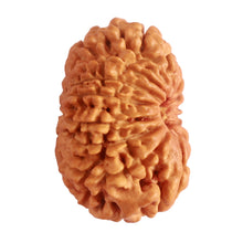 Load image into Gallery viewer, 14 Mukhi Nepalese Rudraksha - Bead No. 281
