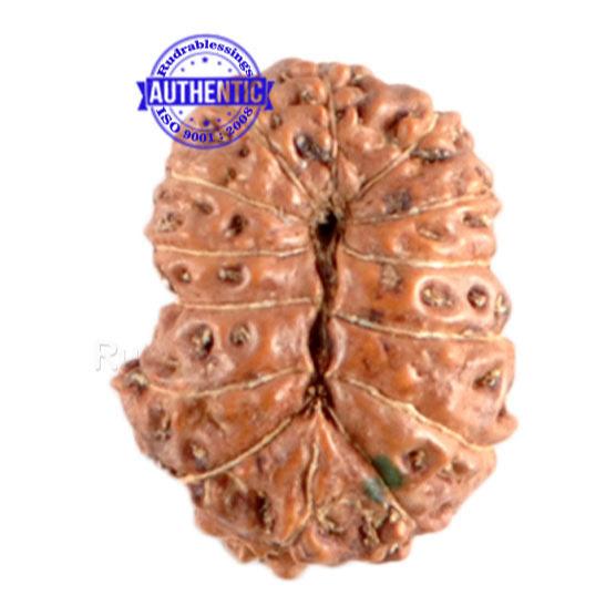 14 mukhi Indonesian Rudraksha -  Bead No. 61