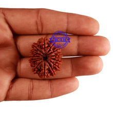 Load image into Gallery viewer, 14 Mukhi Nepalese Rudraksha - Bead No. 231
