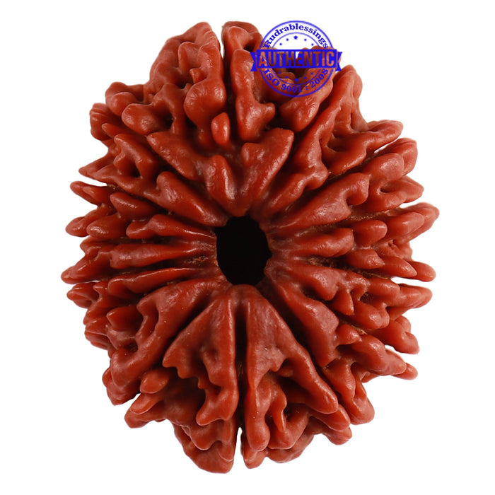 14 Mukhi Nepalese Rudraksha - Bead No. 231