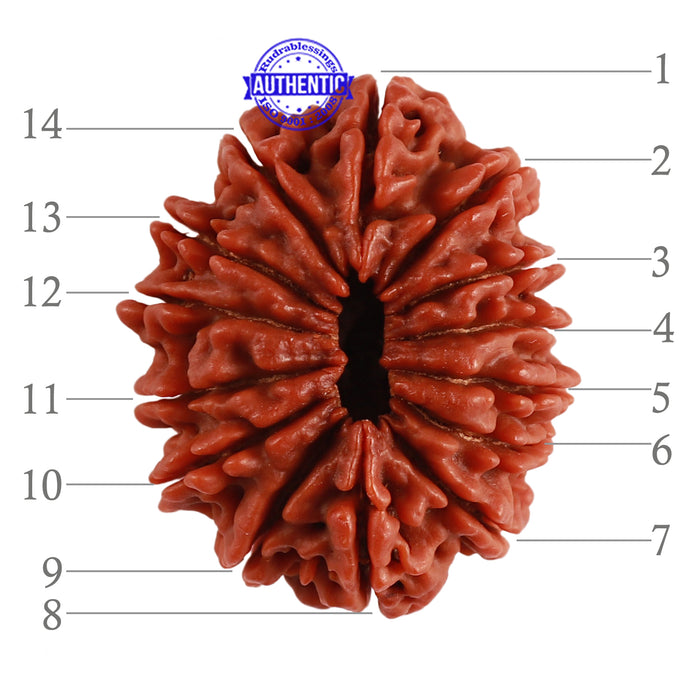 14 Mukhi Nepalese Rudraksha - Bead No. 231
