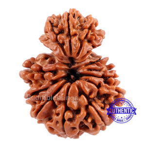 14 Mukhi Nepalese Garbhgauri Rudraaksha - Bead No. 169