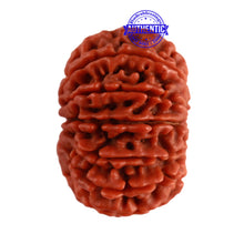 Load image into Gallery viewer, 14 Mukhi Nepalese Rudraksha - Bead No. 231
