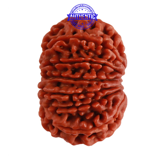14 Mukhi Nepalese Rudraksha - Bead No. 231