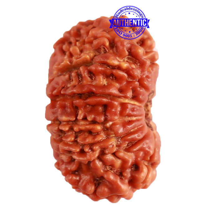 14 Mukhi Nepalese Rudraksha - Bead No. 264