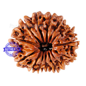 14 Mukhi Nepalese Rudraksha - Bead No. 88