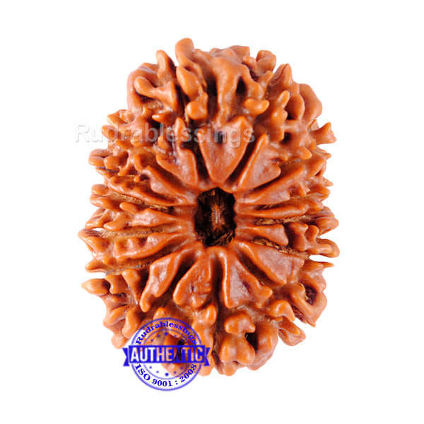 14 Mukhi Nepalese Rudraksha - Bead No. 90