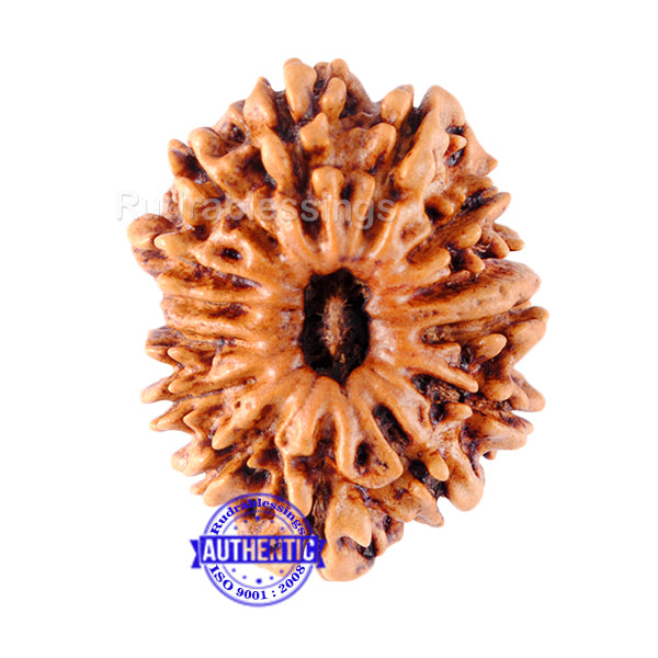 14 Mukhi Nepalese Rudraksha - Bead No. 99