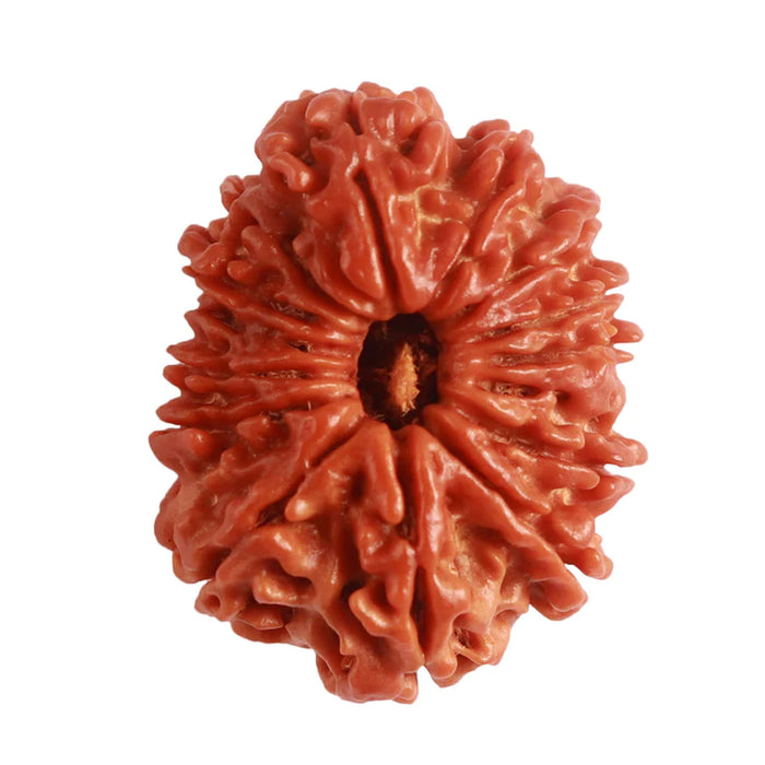 14 Mukhi Nepalese Rudraksha - Bead No. 279