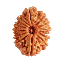 Load image into Gallery viewer, 14 Mukhi Nepalese Rudraksha - Bead No. 281
