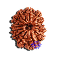Load image into Gallery viewer, 14 Mukhi Nepalese Rudraksha - Bead No. 303
