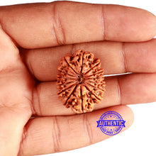Load image into Gallery viewer, 14 Mukhi Nepalese Rudraksha - Bead No. 209
