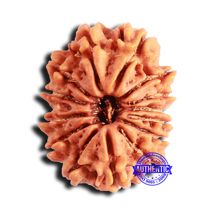 14 Mukhi Nepalese Rudraksha - Bead No. 236