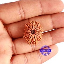Load image into Gallery viewer, 14 Mukhi Nepalese Rudraksha - Bead No. 236
