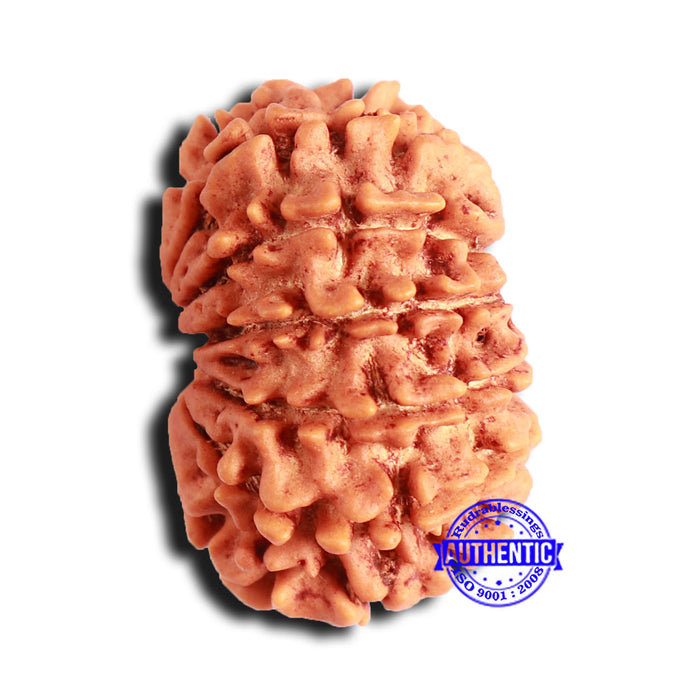 14 Mukhi Nepalese Rudraksha - Bead No. 236