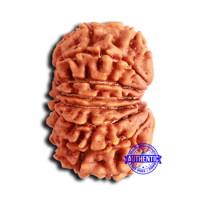 14 Mukhi Nepalese Rudraksha - Bead No. 236