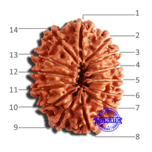 Load image into Gallery viewer, 14 Mukhi Nepalese Rudraksha - Bead No. 285
