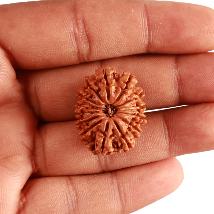 14 Mukhi Nepalese Rudraksha - Bead No. 285