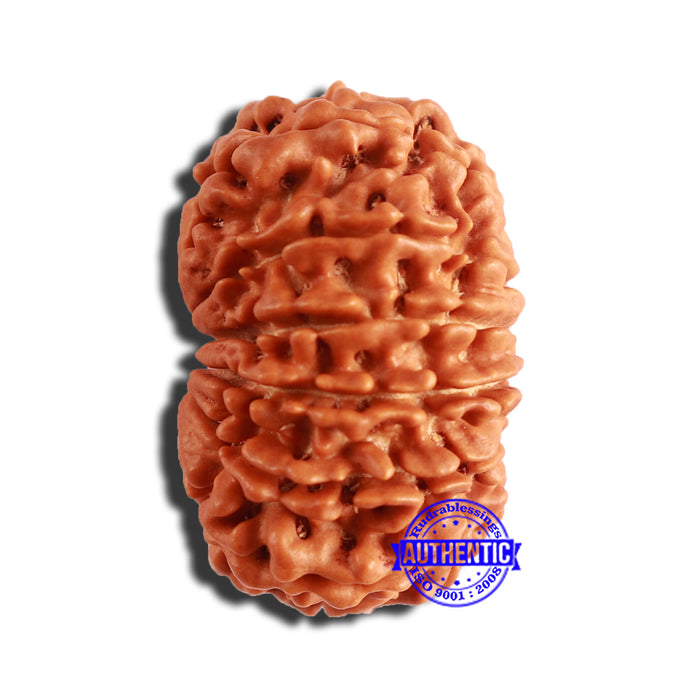 14 Mukhi Nepalese Rudraksha - Bead No. 285