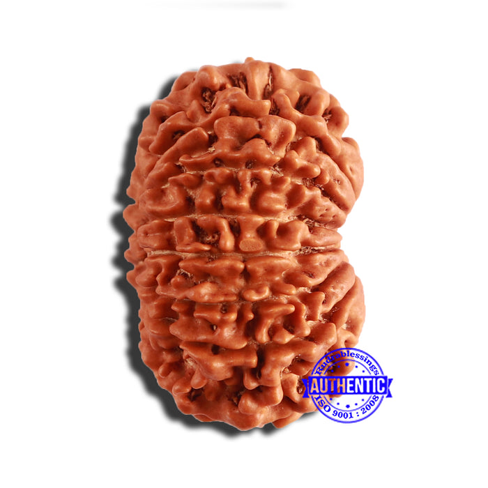 14 Mukhi Nepalese Rudraksha - Bead No. 285