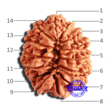 Load image into Gallery viewer, 14 Mukhi Nepalese Rudraksha - Bead No. 286
