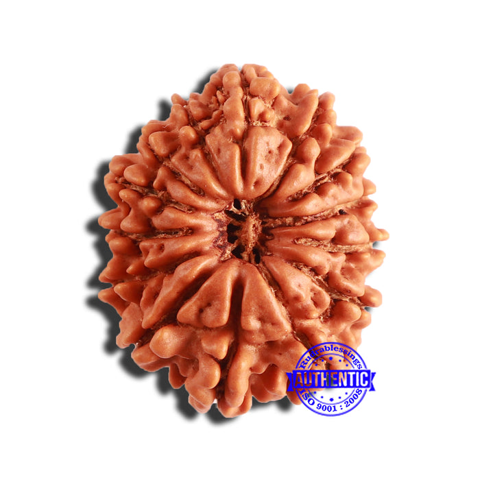 14 Mukhi Nepalese Rudraksha - Bead No. 286