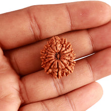 Load image into Gallery viewer, 14 Mukhi Nepalese Rudraksha - Bead No. 286
