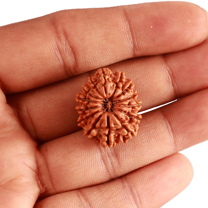 14 Mukhi Nepalese Rudraksha - Bead No. 286
