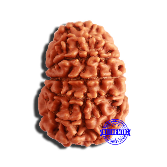 14 Mukhi Nepalese Rudraksha - Bead No. 286