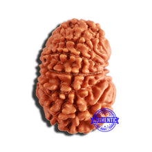 Load image into Gallery viewer, 14 Mukhi Nepalese Rudraksha - Bead No. 286
